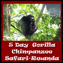 rwanda-5day-gorilla-chimpanzee-safari