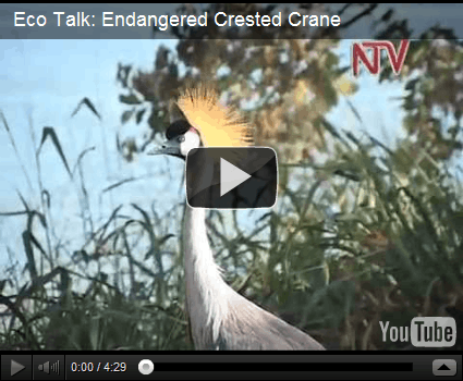 Grey Crowned Crane is the National Bird of Uganda - The Crested Crane