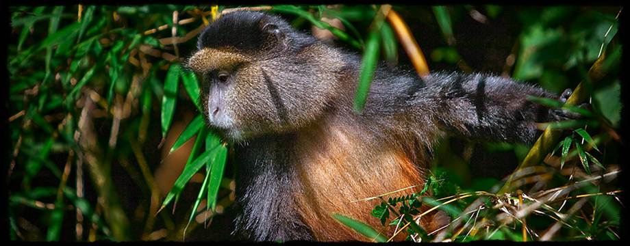 Golden Monkey Trekking in Mgahinga Gorilla Park in Uganda