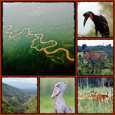 3 Day Semliki Valley Wildlife - Birding - Chimpanzee Safari