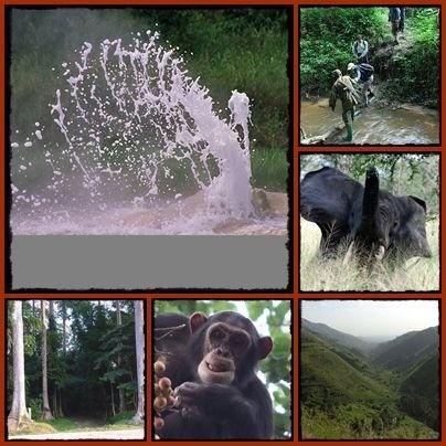 3 Day Semliki Valley Wildlife - Birding - Chimpanzee Safari