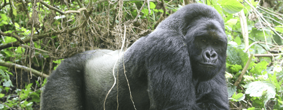 Luxury Private 10-Day Fly-In Primate-Wildlife Safari in Uganda