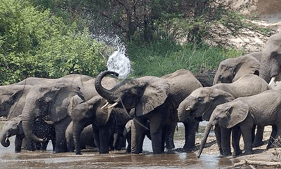 Best Places to see Savanna Elephants in Uganda