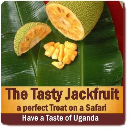 Try some tasty Jackfruit in Uganda