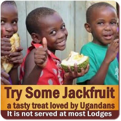 Try some tasty Jackfruit in Uganda