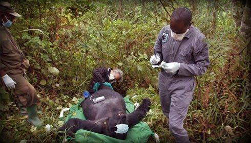 Gorilla Doctors making Forest Calls