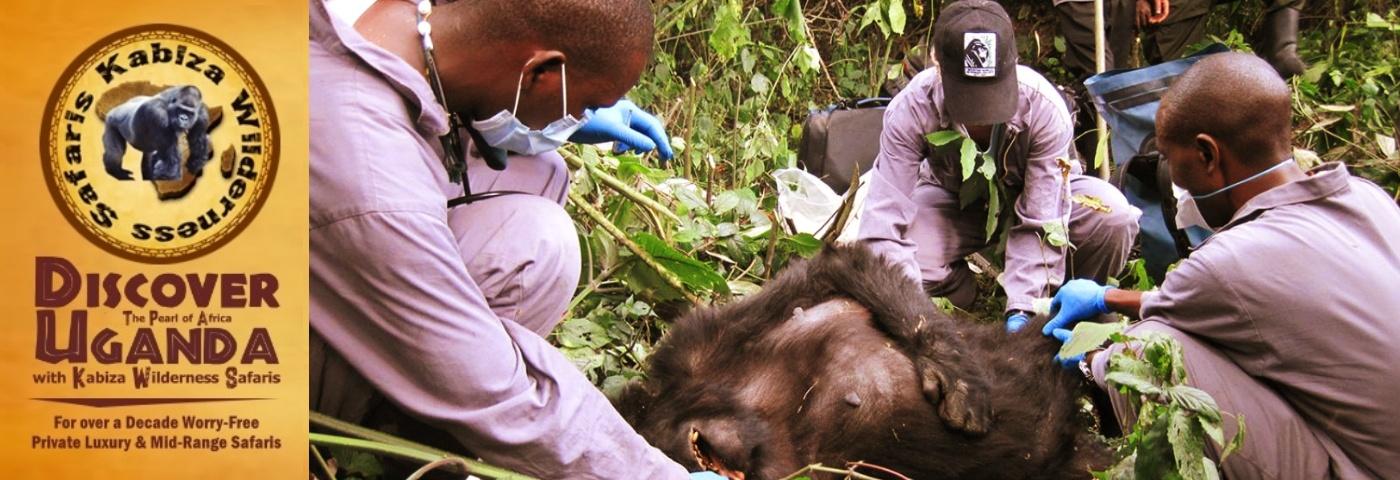 Gorilla Doctors making Forest Calls in Uganda - Rwanda - DRC