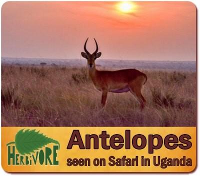 The Herbivores you can find in Uganda on your Safari