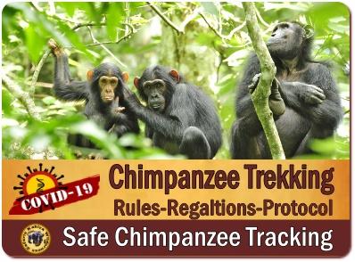 Chimpanzee Trekking Rules - Regulations in Uganda