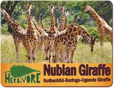 The Herbivores you can find in Uganda on your Safari