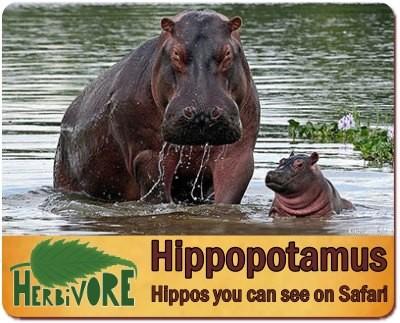 The Herbivores you can find in Uganda on your Safari