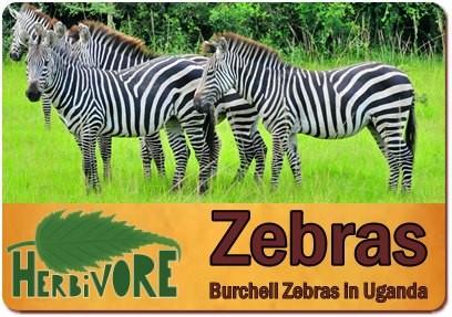 The Herbivores you can find in Uganda on your Safari