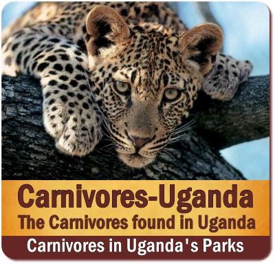 Carnivores found in Uganda