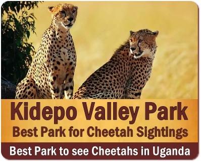 Best Wildlife Parks to see Cheetahs in Uganda is Kidepo Valley Park