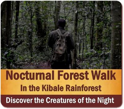 Nocturnal Forest Walk in Kibale Forest