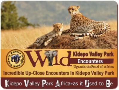 Why did CNN Pick Kidepo Valley Park as a Top Destination in Africa?