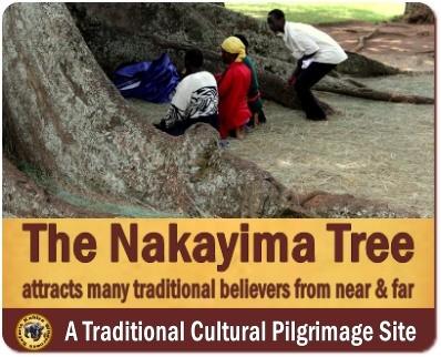 The Nakayima Tree in Mubende-a Cultural Heritage Site