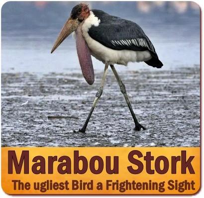 The Marabou Stork is the Unofficial National Bird of Uganda