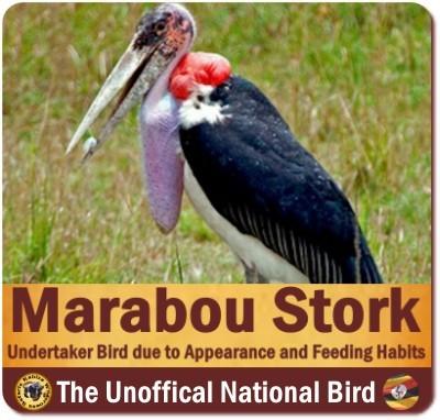 The Marabou Stork is the Unofficial National Bird of Uganda