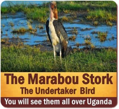 The Marabou Stork is the Unofficial National Bird of Uganda