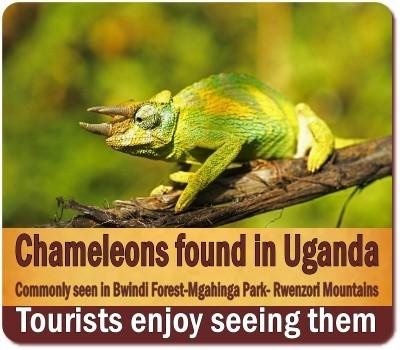 The Reptiles found in Uganda on Safari