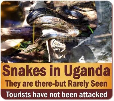 The Reptiles found in Uganda on Safari