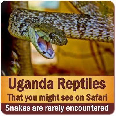 Reptiles found in Uganda