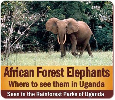 Best Places to see the African Forest Elephants