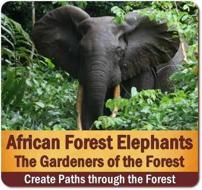 Best Places to see the African Forest Elephants in Uganda's Rainforests