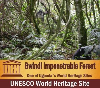 The UNESCO World Heritage Sites in Uganda the Pearl of Africa