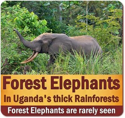 Best Places to see the African Forest Elephants in Uganda's Rainforests