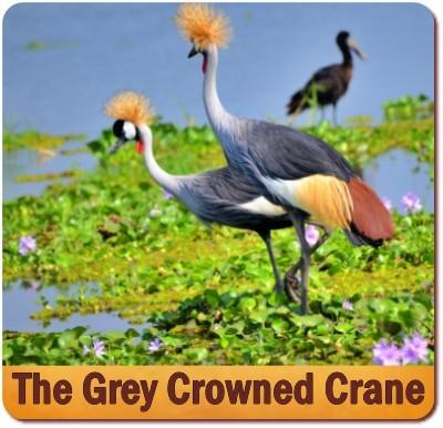 Grey Crowned Crane is the National Bird of Uganda - The Crested Crane