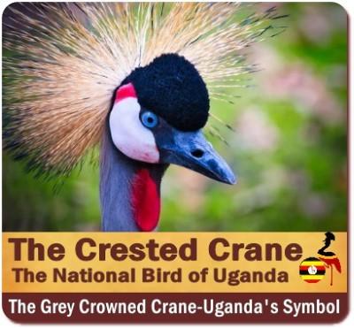 Grey Crowned Crane