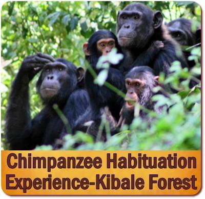 Value+ 5 Day Kibale Forest Chimps plus Queen Elizabeth Park Wildlife Safari