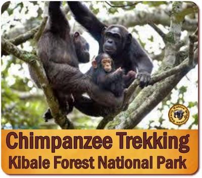 Best Chimpanzee Trekking Safaris in Kibale Forest