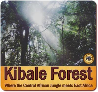  Chimpanzee Trekking Safaris in Kibale Forest