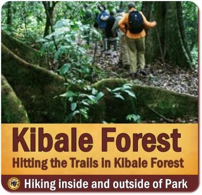 Hiking the Forest Walk Trail in Kibale Forest National Park 