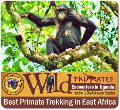 38-Incredible Things to Do in Uganda on a Safari in the Pearl of Africa