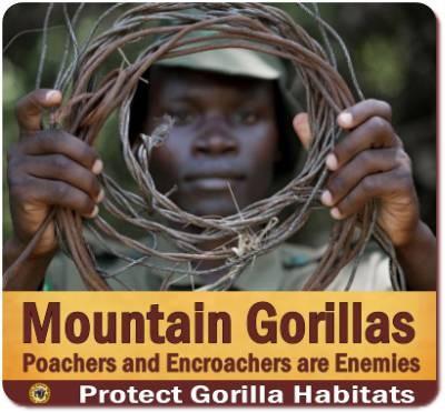 Know the Mountain Gorillas of Uganda Information and Background