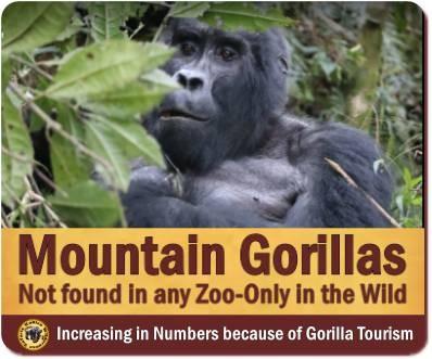 Mountain Gorillas of Uganda and Rwanda