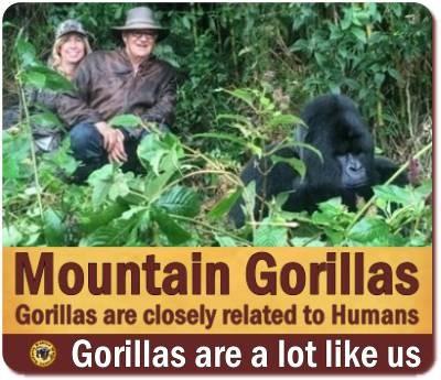 Know the Mountain Gorillas of Uganda Information and Background