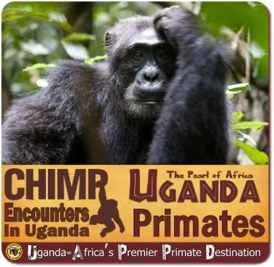 Best Chimpanzee Trekking in Uganda