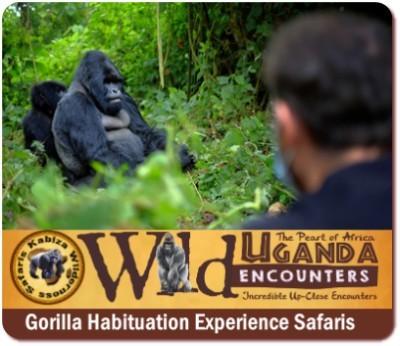 8-Day-Luxury-Gorilla-Chimpanzee Habituation Experience-Wildlife Safari