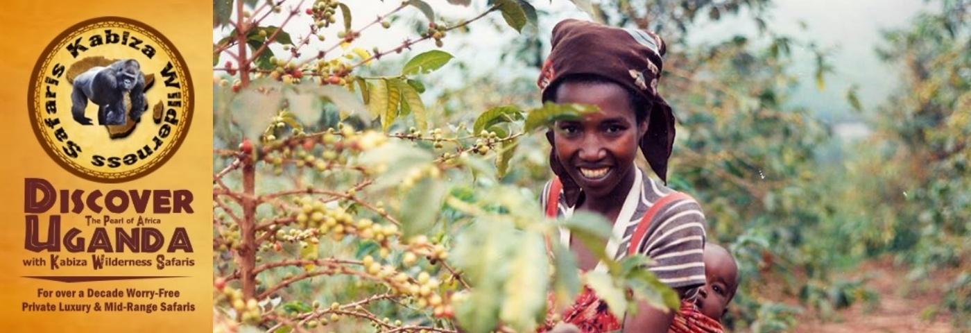 Great Tasting Arabica Coffee grown in Uganda