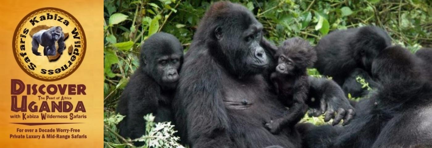 Value+ Midrange 8-Day Pride of Uganda Gorilla Chimpanzee Wildlife Safari