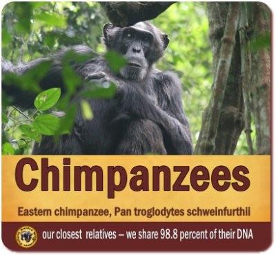 The 13 Primate Species found in Kibale Forest