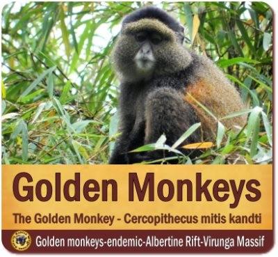 Golden Monkey Trekking in Mgahinga Gorilla Park in Uganda