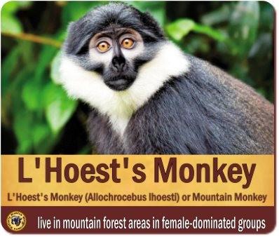 The 13 Primate Species found in Kibale Forest