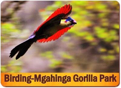 Things to do and see in Mgahinga Gorilla Park in Uganda