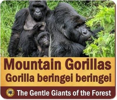 Gorilla Trekking is an incredible Encounter with the largest of great Apes